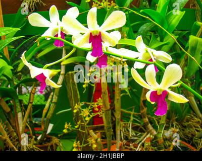 The blurred image of pink orchid phalaenopsis on red wall background Stock Photo