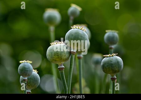 Giant Poppy seed heads with bokeh in the background, taken with a shallow depth of field Stock Photo