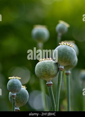 Giant Poppy seed heads with bokeh in the background, taken with a shallow depth of field Stock Photo