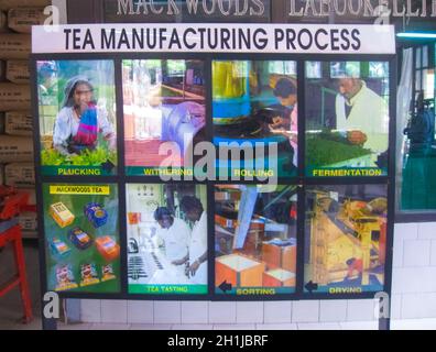 Nuvara Eliya, Sri Lanla - May 03, 2009: The poster about tea manufacturing process at Mackwoods Limited PVT tea factory for weighing in Nuwara Eliya, Stock Photo