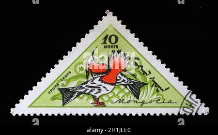 Stamp printed in Mongolia, shows Eurasian Hoopoe (Upupa epops), Birds, series, circa 1961. Stock Photo