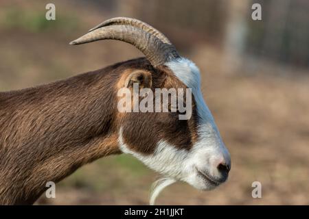 Brown and Tan goat with horns closeup side profile Stock Photo