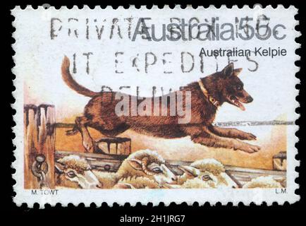 AUSTRALIA - CIRCA 1980: A stamp printed in Australia shows Australian Kelpie Dog, circa 1980 Stock Photo