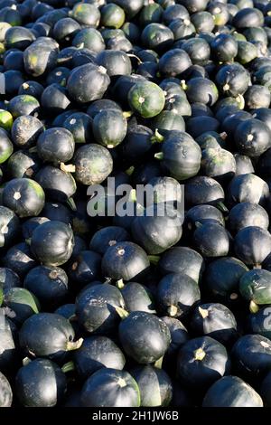 Lots of little pumpkins of various dark colours and sizes. Stock Photo