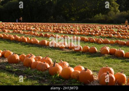 A field full of rows of orange pumpkins. Stock Photo