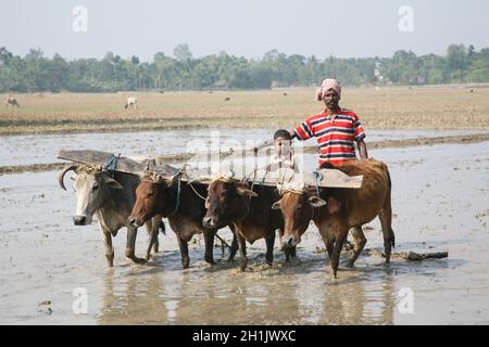 Farmers plowing agricultural field in traditional way where a plow is attached to bulls in Gosaba, West Bengal, India Stock Photo