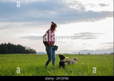 Young woman standing in beautiful green meadow training her two dogs. Stock Photo