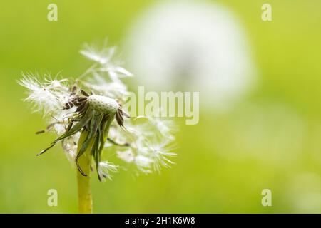 Dandelion Seedhead (Taraxacum officinale) Stock Photo