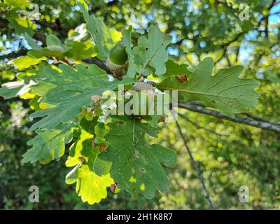 Close up of Acorns fruits on oak tree branch in forest. Oak nut tree on autumnal natural background. Stock Photo