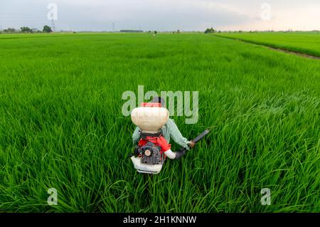 Sekinchan, Selangor/Malaysia - Oct 05 2019: Farmer spray pesticide at paddy field at Sekinchan. Stock Photo