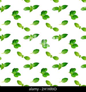 Seamless pattern of fresh green basil leaves isolated on white background. Top view Stock Photo