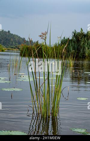 A species of fish known as the weed fish, native to Tasmania. The fish ...