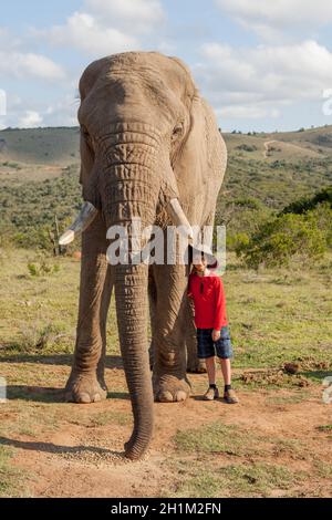 Teen boy stands by large african elephant in South Africa Stock Photo