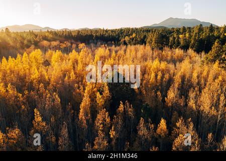 Aspen canopy illuminated by setting sun. Stock Photo