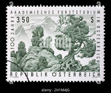 Stamp issued in the Austria shows the Swiss Pine (Pinus cembra) in the upper treeline of a forest, the 100th Anniversary of Academic Forestry Studies Stock Photo