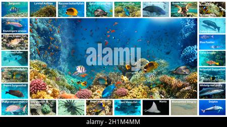 The underwater atlas or marine life identification guide. Collection of tropical fishes. Catalog from coral fish at Red Sea - Picasso Trigger Fish, gr Stock Photo