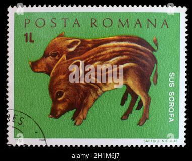 Stamp printed by Romania, shows wild pigs, circa 1972 Stock Photo