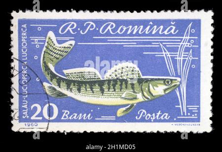 Stamp printed by Romania, show fish, Pikeperch, circa 1960. Stock Photo
