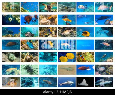 The underwater atlas or marine life identification guide. Collection of tropical fishes. Catalog from coral fish at Red Sea - Picasso Trigger Fish, gr Stock Photo