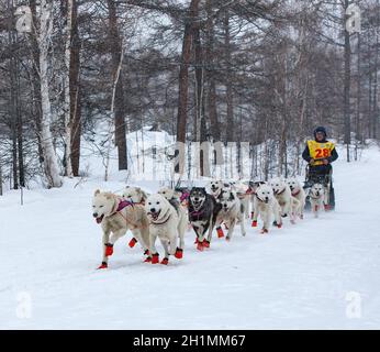 ESSO VILLAGE, KAMCHATKA, RUSSIA - MARCH 4, 2019: Running dog sledge team Kamchatka musher. Kamchatka Sled Dog Racing Beringia. Russian Far East, Kamch Stock Photo