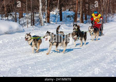 ESSO VILLAGE, KAMCHATKA, RUSSIA - MARCH 4, 2019: Running dog sledge team Kamchatka musher. Kamchatka Sled Dog Racing Beringia. Russian Far East, Kamch Stock Photo