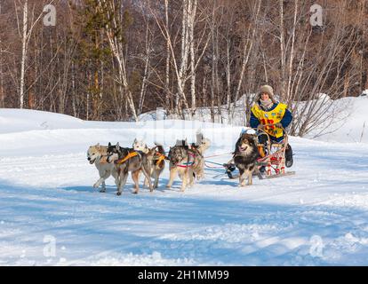 ESSO VILLAGE, KAMCHATKA, RUSSIA - MARCH 4, 2019: Running dog sledge team Kamchatka musher. Kamchatka Sled Dog Racing Beringia. Russian Far East, Kamch Stock Photo