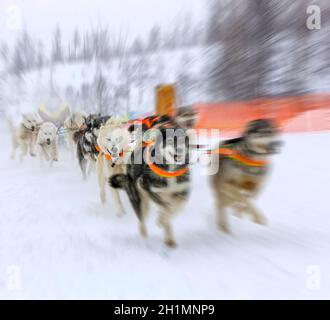 musher hiding behind sleigh at sled dog race on snow in winter Stock Photo