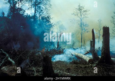a fire in the Rainforest on the Bolaven Plateau near the city of Pakse in the Province Champasak in Lao in the south of Lao.   Lao, Pakse, July, 1996 Stock Photo