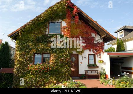 Hausbegruenung, Wilder Wein