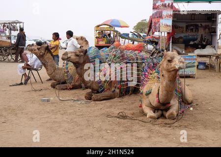 Camel resting while waiting tourist in the Great Indian Thar Desert near Pushkar, Rajasthan, India Stock Photo