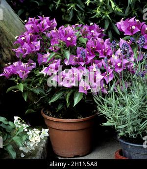 Bougainvillea, Balkonblumen