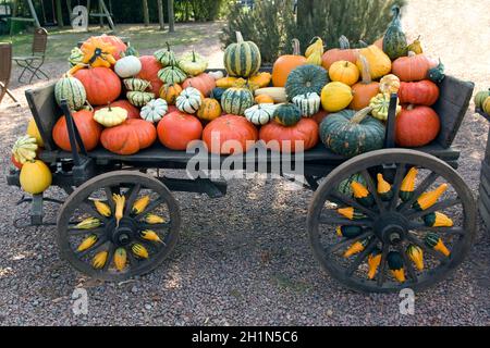 Kuerbis, Cucurbita, pepo, Stock Photo