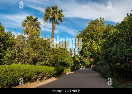 Marrakesh, Morocco - December 8, 2016: Lonely orange tree and palms with its shadow in the Jnane El-Harti Gardens in Marrakesh, Morocco, Africa. Stock Photo