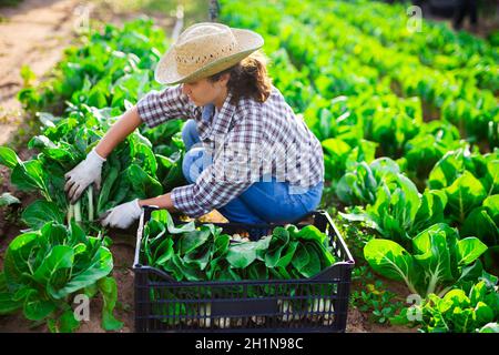 Positive woman cuts fresh green mangold and puts in crate Stock Photo