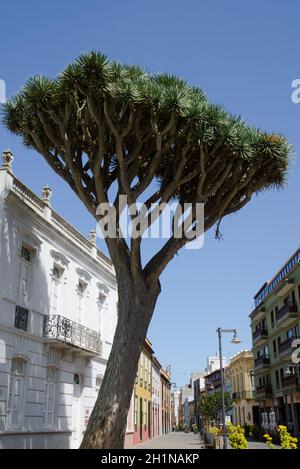 Canary Islands dragon tree Dracaena draco. San Cristobal de La Laguna. Tenerife. Canary Islands. Spain. Stock Photo