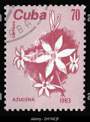 Stamp printed in Cuba, shows a Azucena flower, circa 1983. Stock Photo