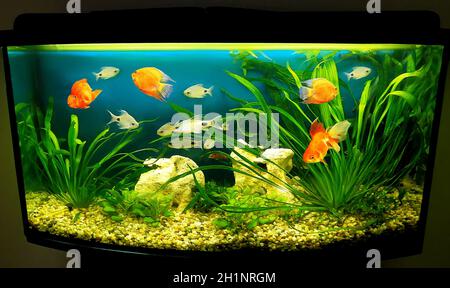 The close up of aquarium tank full of fish Stock Photo