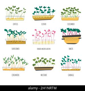 Microgreen types, lentils and cabbage sprouts Stock Vector