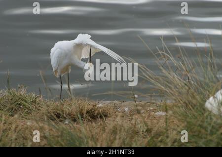 Single gorgeous egret preening itself, this beautiful exotic wildlife water fowl in unusual poise displaying fine qualities, colorful eyes & form. Stock Photo