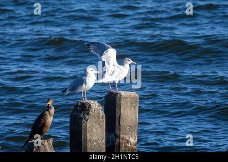 Seagull resting on a breakwater in Lake Michigan Stock Photo