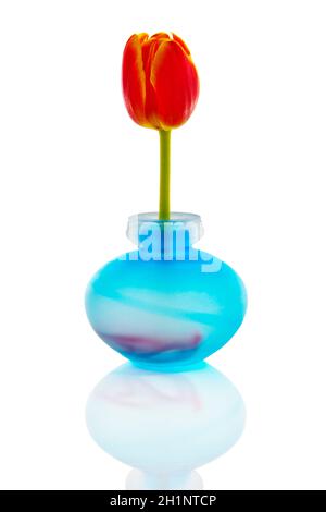Red tulip in a blue vase on white Stock Photo