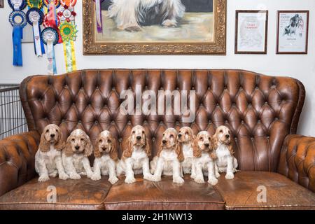 huge family of English Cocker Spaniel with small puppies, posing to camera on Breeding station, descendants of European champions. Stock Photo