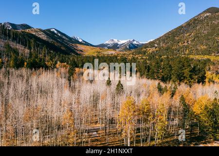 Aspen tree forest at Lockett Meadow in Flagstaff, Arizona Stock Photo