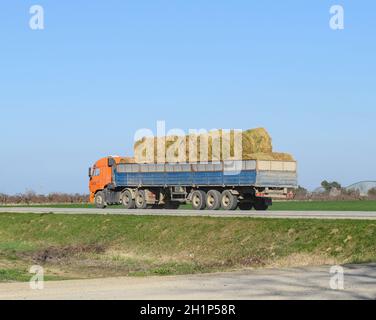 Truck carrying hay in his body. Making hay for the winter Stock Photo