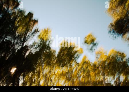 Intentional camera movement blurry trees abstract Stock Photo