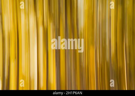 Intentional camera movement blurry yellow aspen trees abstract Stock Photo
