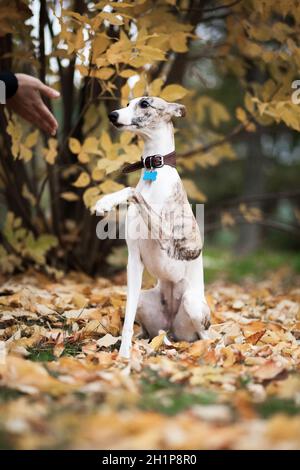 White and beige tiger color dog Whippet breed gives a paw to a man against the backdrop of an autumn tree Stock Photo