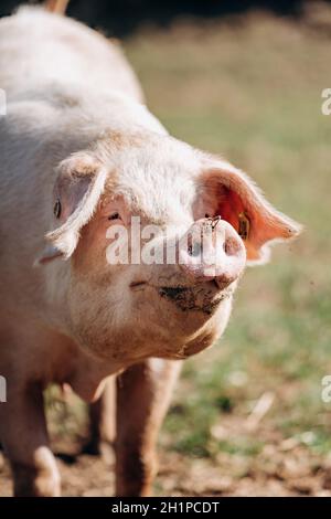 Pigs graze on the farm. Pigs and farm. Stock Photo