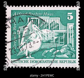 Stamp printed in GDR shows Eastern white pelican and Alfred Brehm House, Tierpark, Berlin, circa 1973. Stock Photo