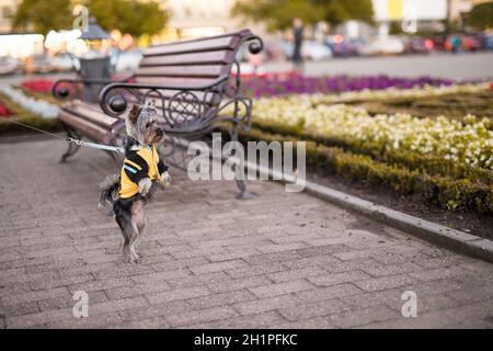 Little Yorkshire terrier for a walk in the city. York funny stands on his hind legs for a walk. dog is sitting on the ground. Stock Photo